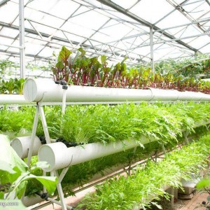 溫室大棚澆水的要注意的事項(xiàng)